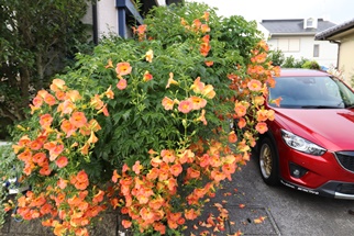 ノウゼンカズラとCX-5